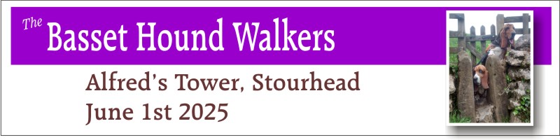 Basset Hound Walkers Alfreds Tower